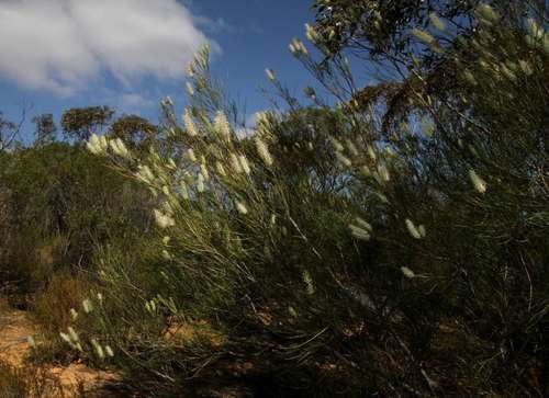 Image of Grevillea pterosperma by (c) Russell Best, some rights reserved (CC BY)
