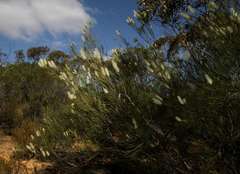 Grevillea pterosperma