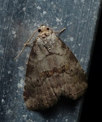 Hyperstrotia flaviguttata