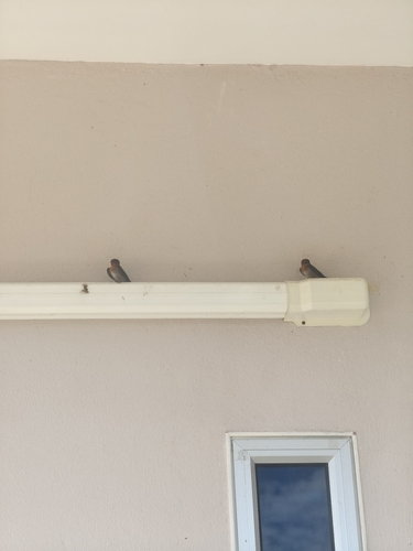Hirundo tahitica observed 2026-10-28