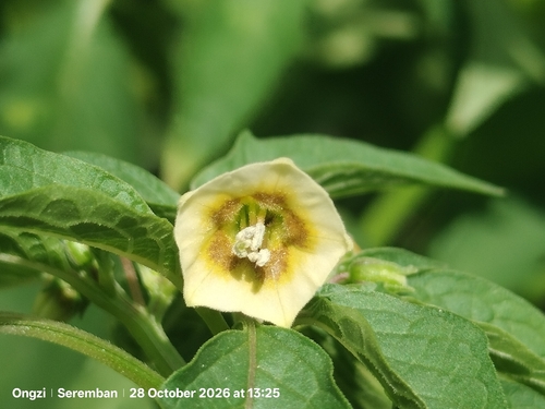 Physalis angulata observed 2026-10-28
