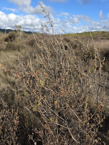 Leptospermum scoparium observed 2026-10-27