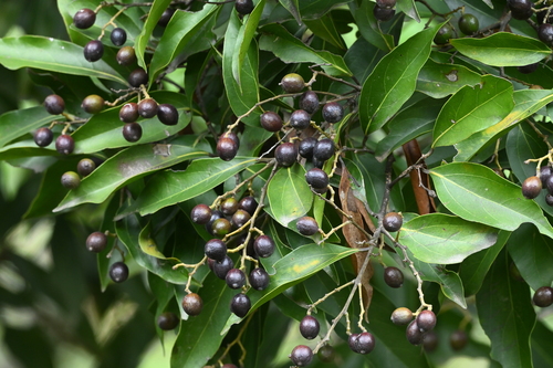 Cryptocarya observed 2026-10-27