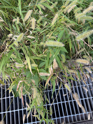 Setaria observed 2026-10-28