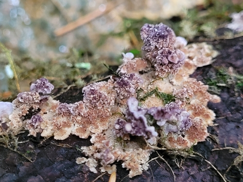 Trichaptum abietinum observed 2026-10-27