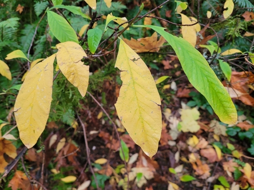 Oemleria cerasiformis, 2026-10-27