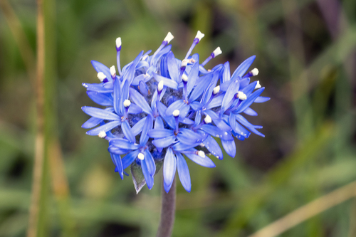 Brunonia australis observed 2026-10-28