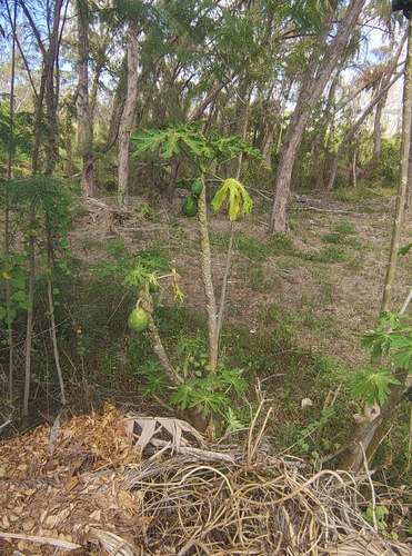 Carica papaya observed 2026-10-28