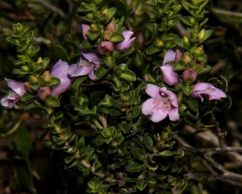 Image of Eremophila crassifolia by (c) Russell Best, some rights reserved (CC BY)