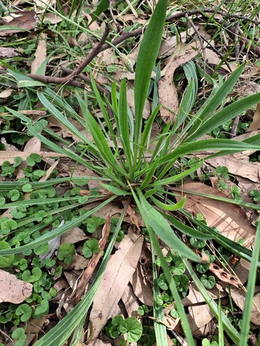 Plantago observed 2026-10-28