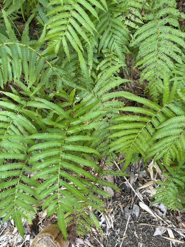 Abbreviata observed 2026-10-28