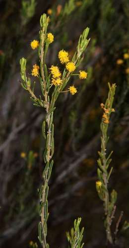 Acacia lineata, photograph 6