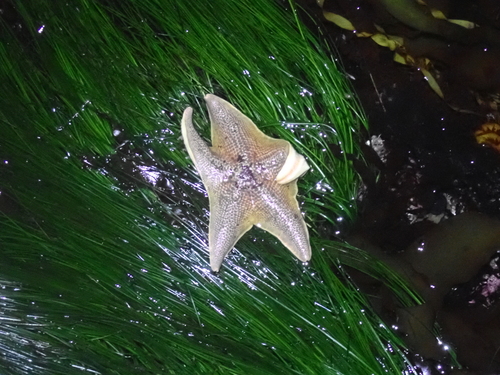 Asterina observed 2026-10-27