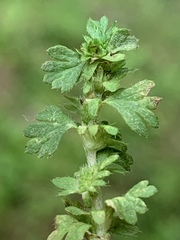 Alchemilla australis
