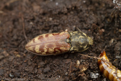 Prosternon bombycinum