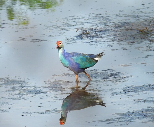 Porphyrio porphyrio observed 2026-10-28