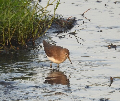 Tringa ochropus observed 2026-10-28