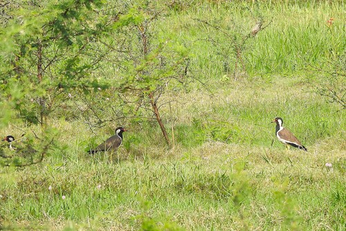 Vanellus indicus observed 2026-10-28