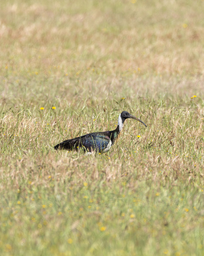 Threskiornis spinicollis, 2026-10-28