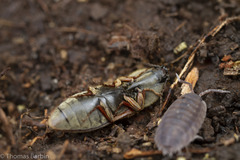 Prosternon bombycinum