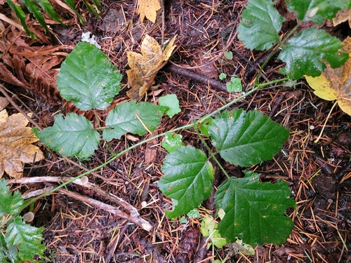 Rubus observed 2026-10-27