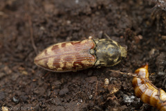 Prosternon bombycinum