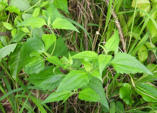 Chromolaena odorata observed 2026-10-25