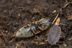 Prosternon bombycinum