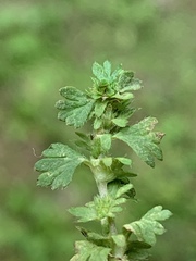 Alchemilla australis