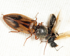 Stropenron hieroglyphica