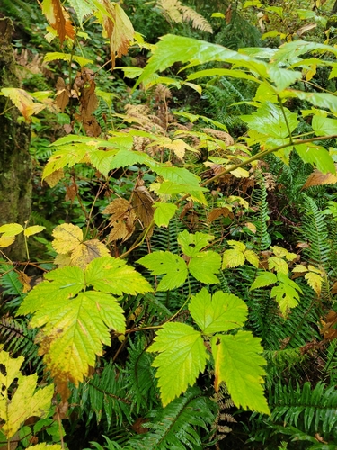 Rubus observed 2026-10-27