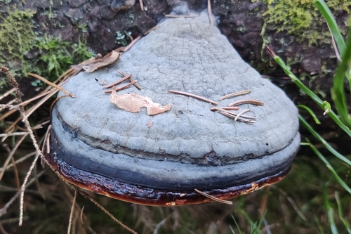 Fomitopsis pinicola observed 2026-10-27