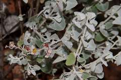 Chenopodium curvispicatum