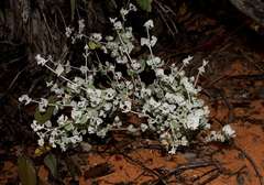 Chenopodium curvispicatum