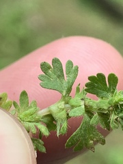 Alchemilla australis