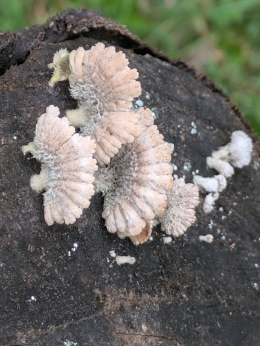 Schizophyllum commune observed 2026-10-28