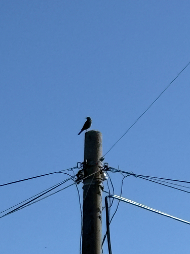 Monticola solitarius, 2026-10-28