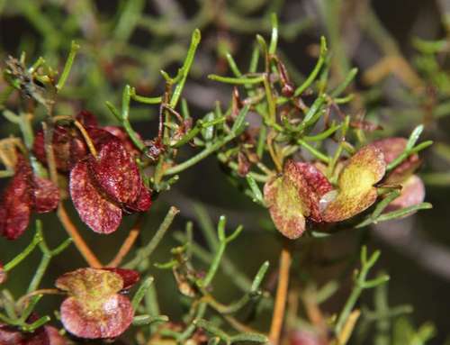 Image of Dodonaea stenozyga by (c) Russell Best, some rights reserved (CC BY)