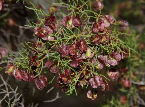 Image of Dodonaea stenozyga by (c) Russell Best, some rights reserved (CC BY)
