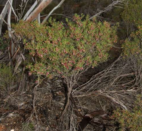 Image of Dodonaea stenozyga by (c) Russell Best, some rights reserved (CC BY)