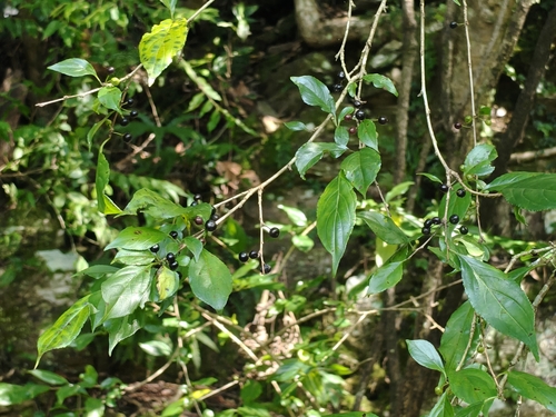Rhamnus observed 2026-10-28