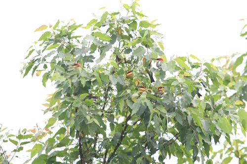 Merops leschenaulti observed 2026-10-25