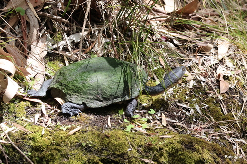 Testudo observed 2026-10-28