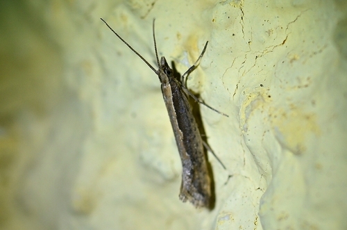 Plutella xylostella observed 2026-10-27