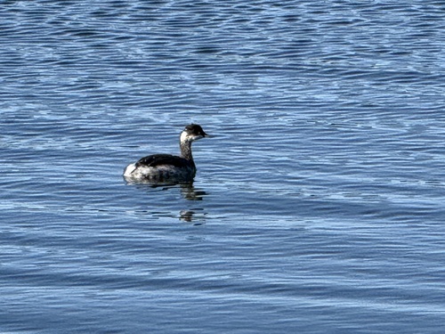 Podiceps nigricollis observed 2026-10-28