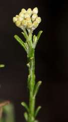 Ozothamnus catadromus