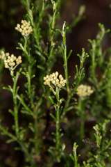 Ozothamnus catadromus