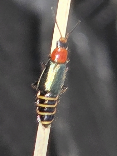 Carphurus observed 2026-10-28
