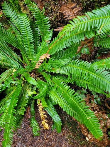 Struthiopteris spicant, 2026-10-27