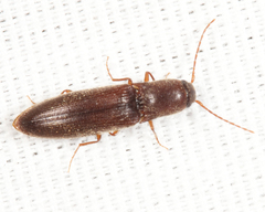 Agriotes oblongicollis